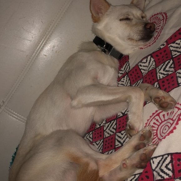 Meet your Posher, Tristan - Picture 1 of 1